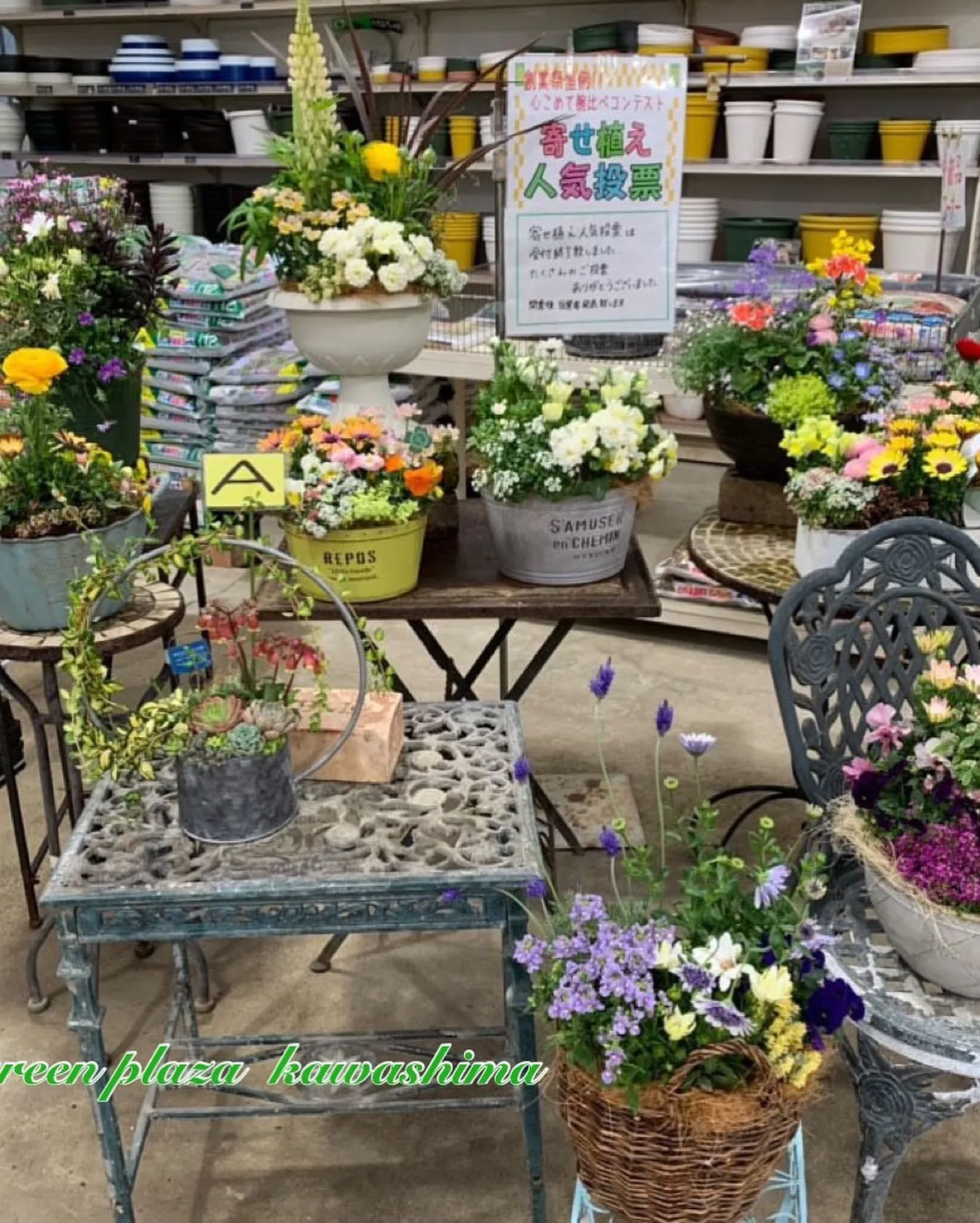 スタッフによる寄せ植えコンテスト❣️