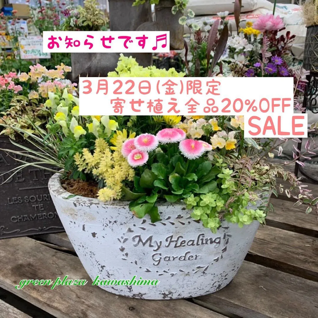 寄せ植えSALEお知らせ📢