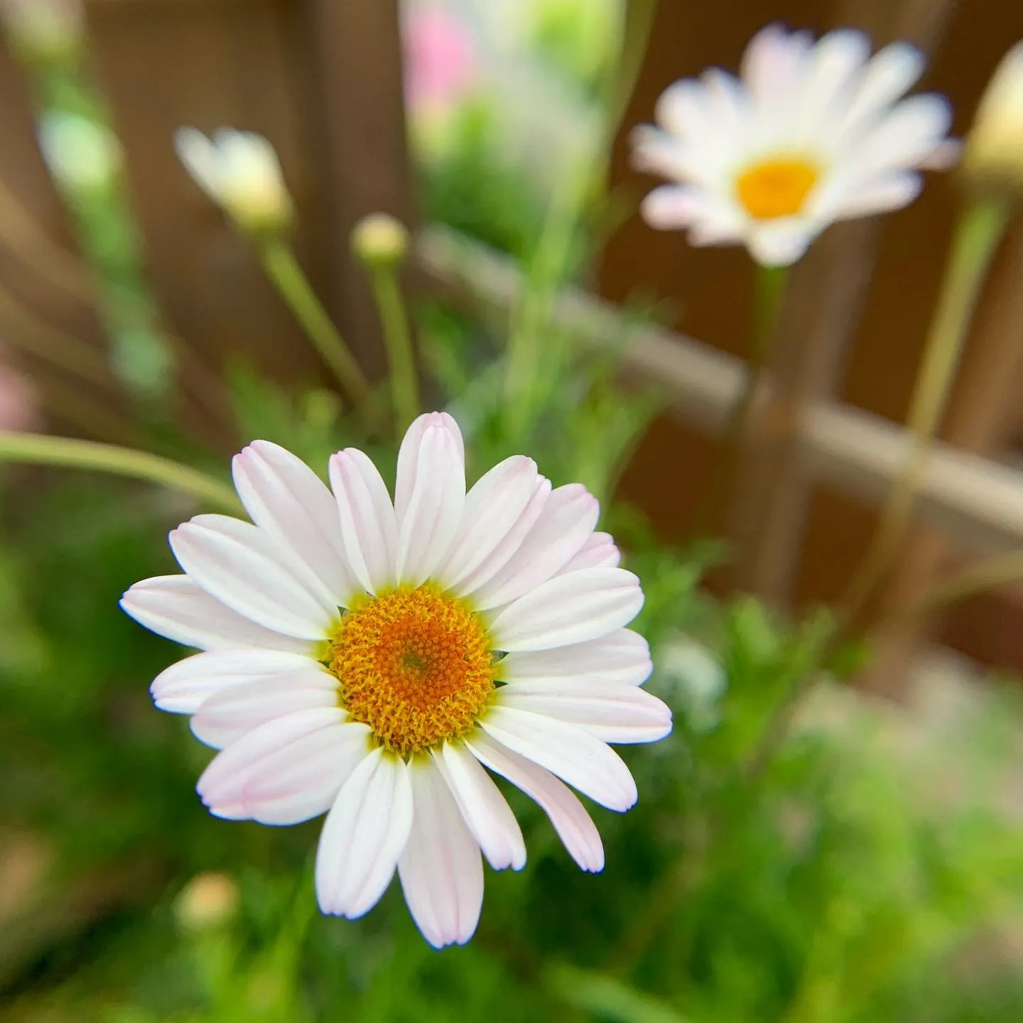 お花のご紹介