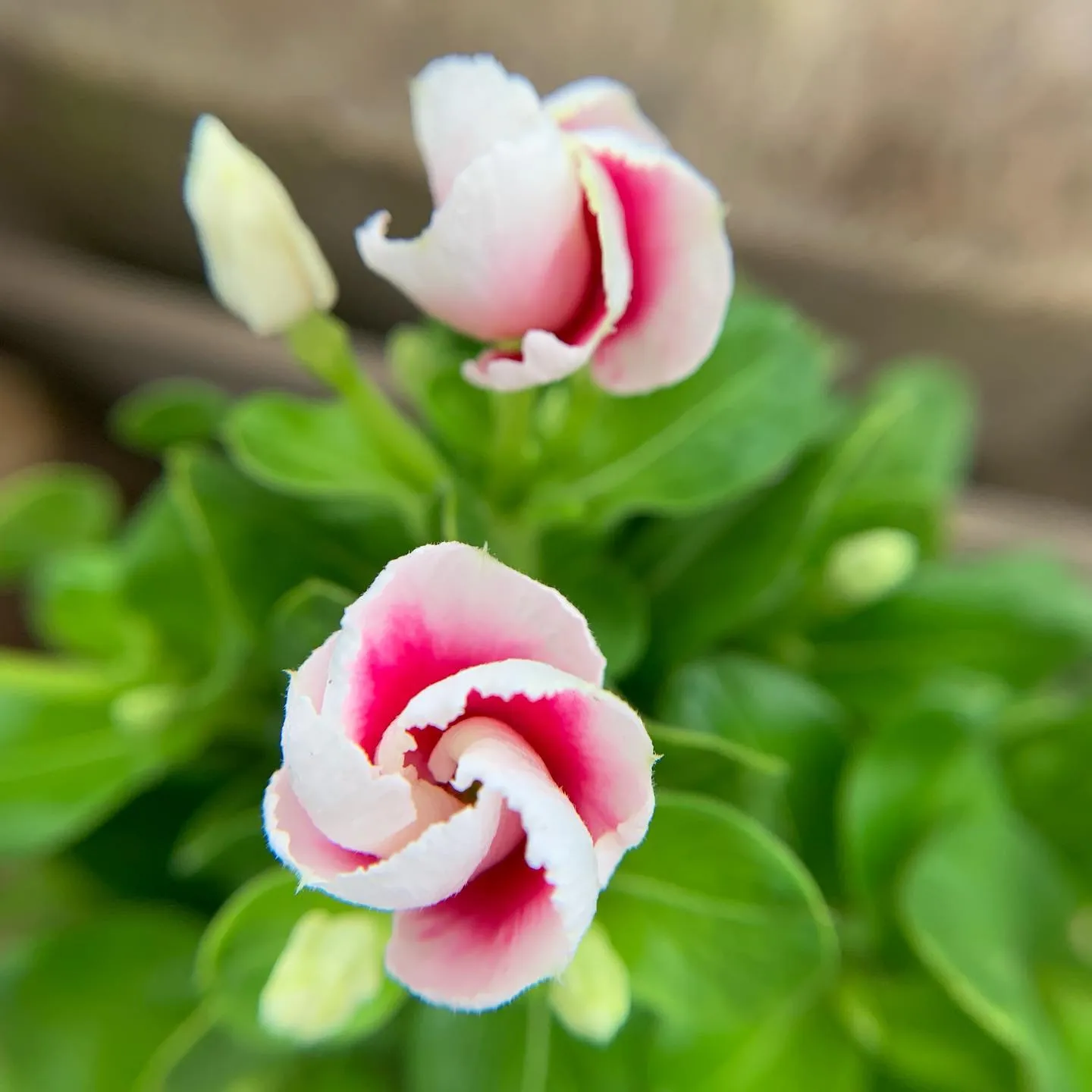 お花のご紹介