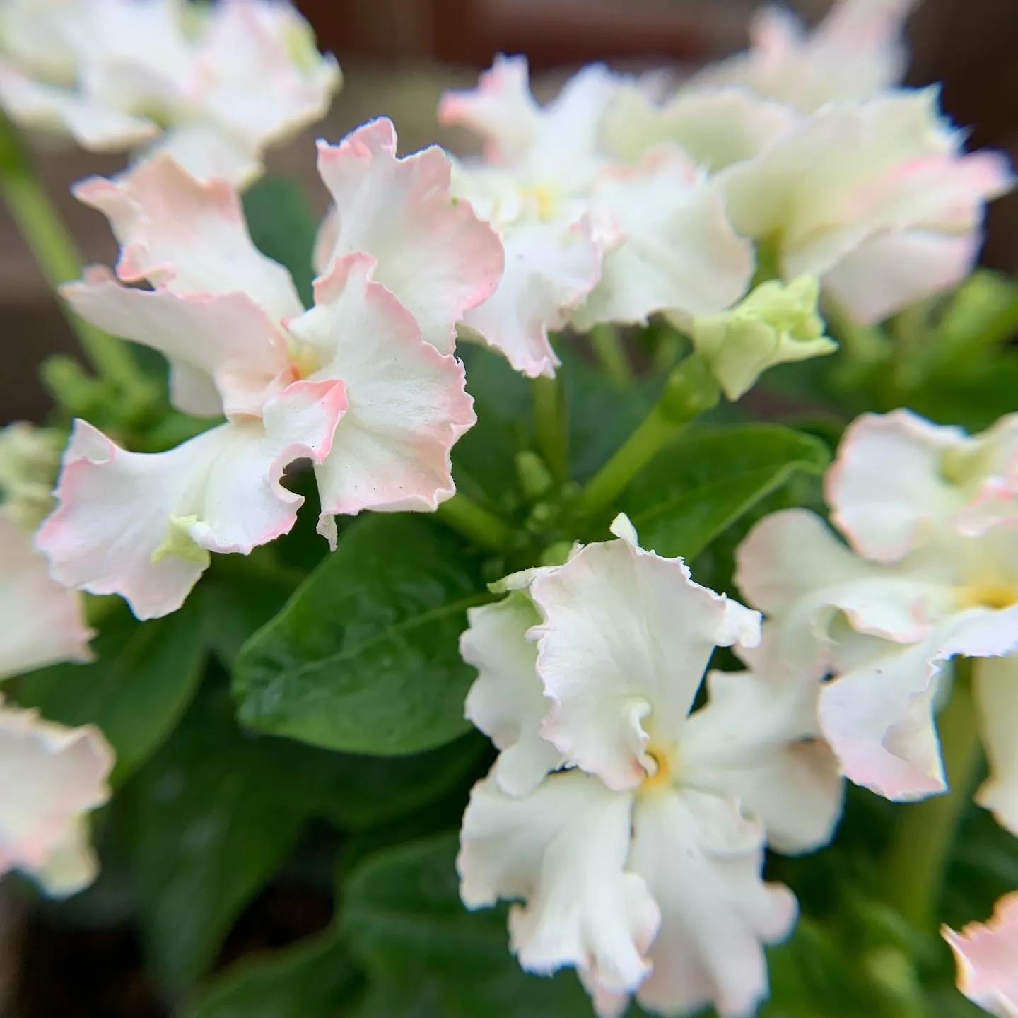 お花のご紹介