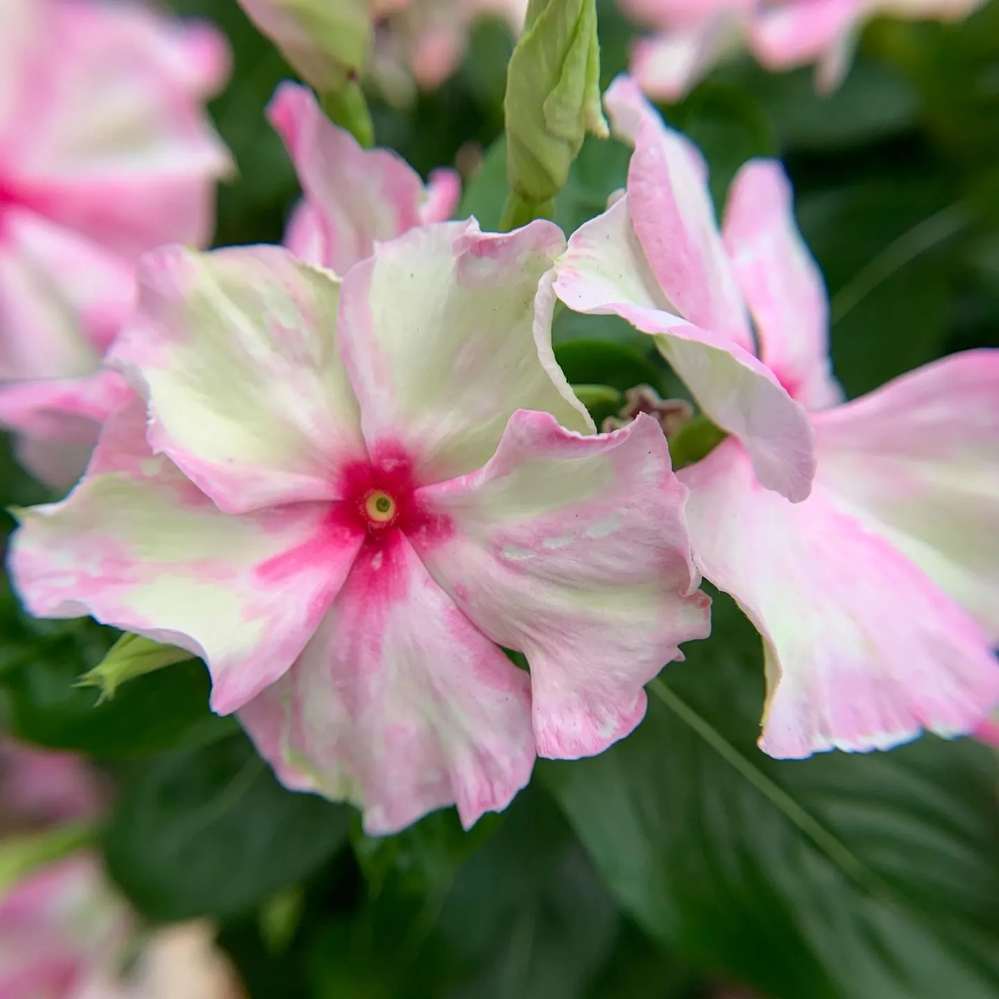 お花のご紹介