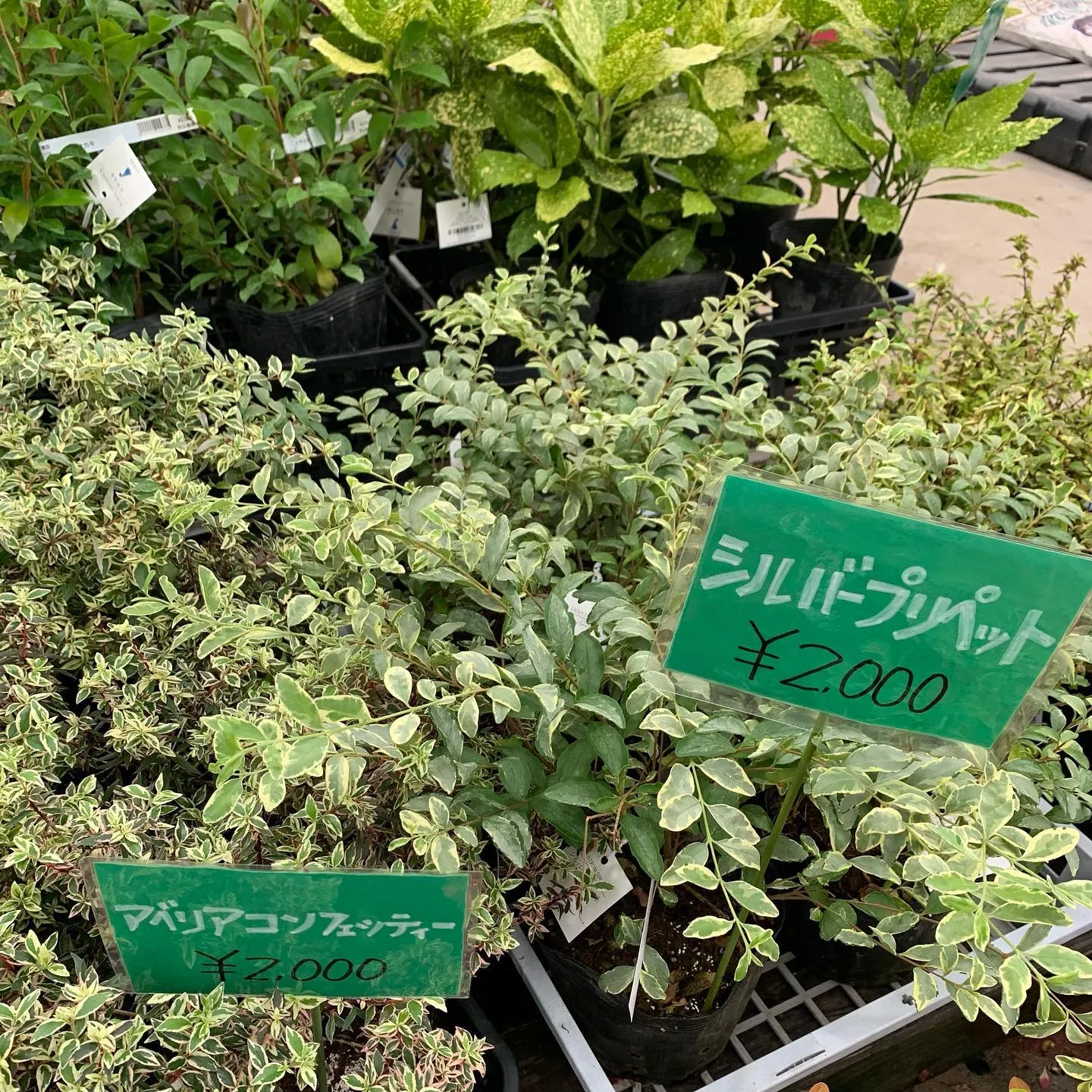 樹木大量入荷