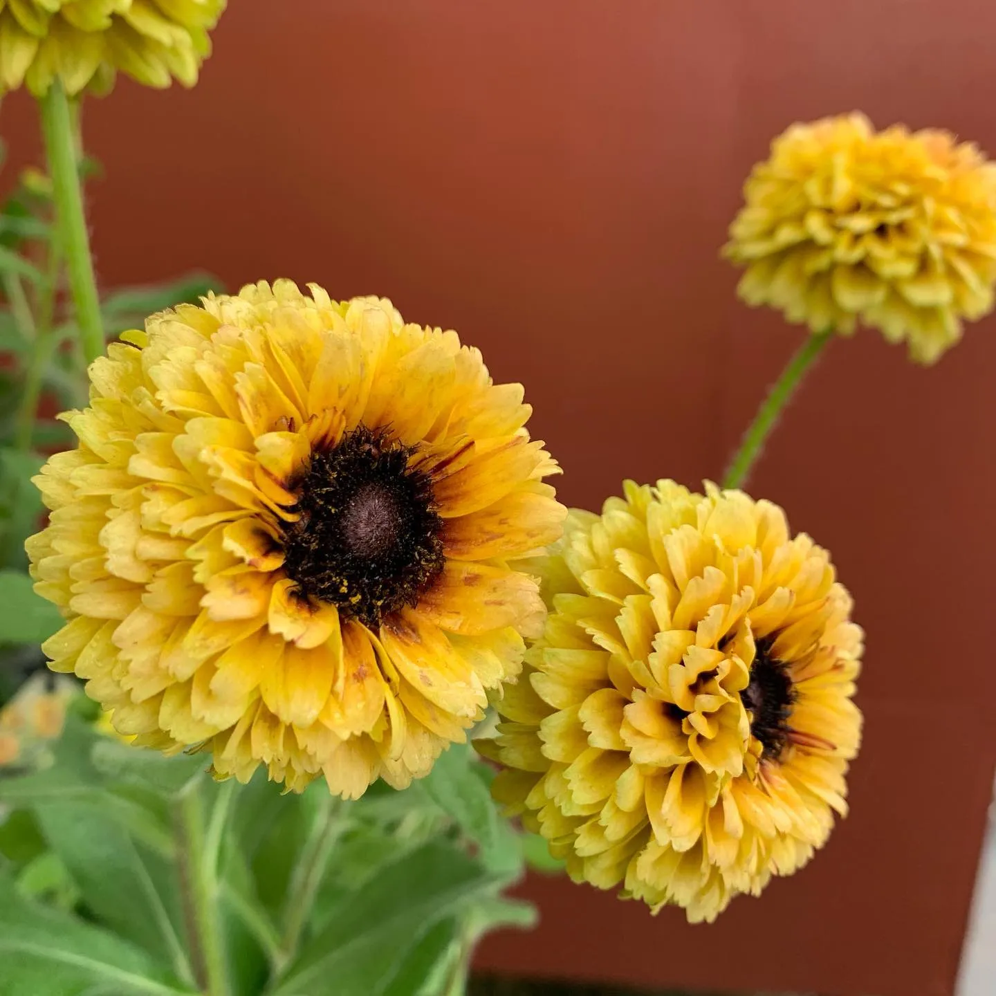 ルドベキアご紹介🌼