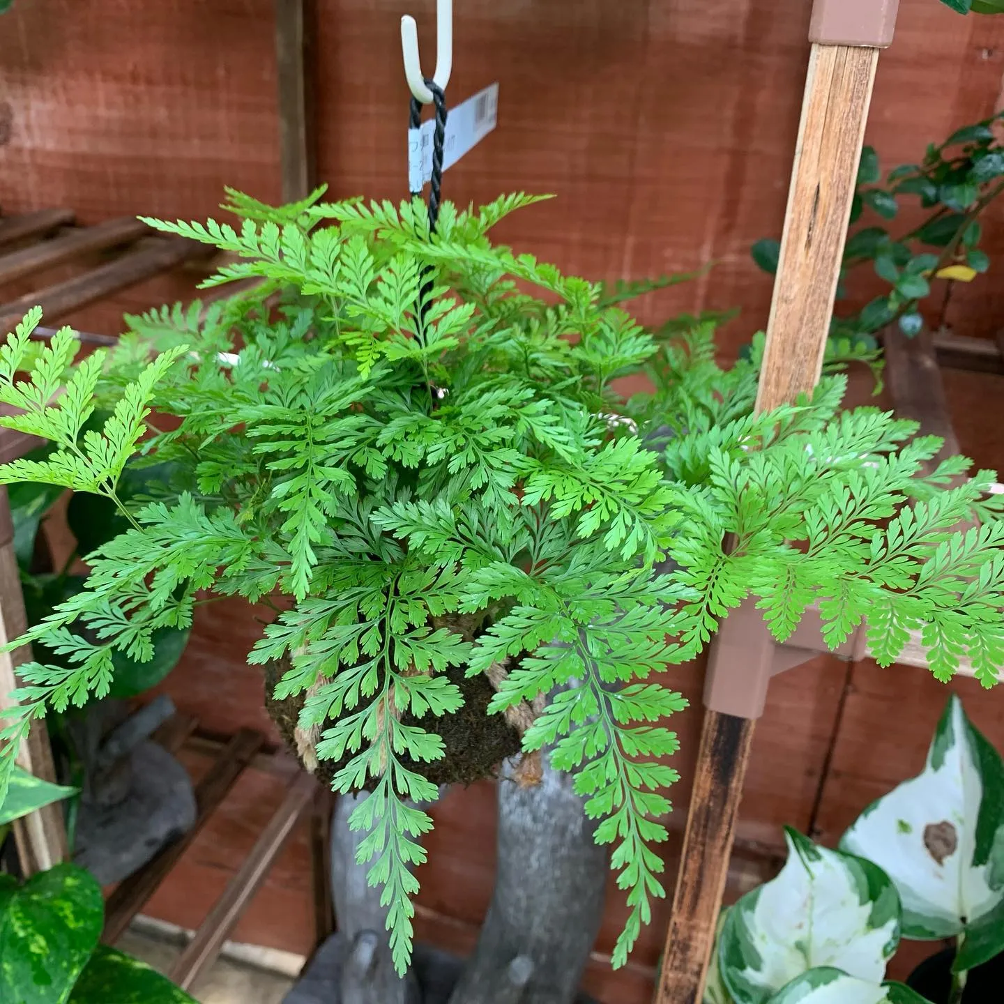 トキワシノブのご紹介🌿